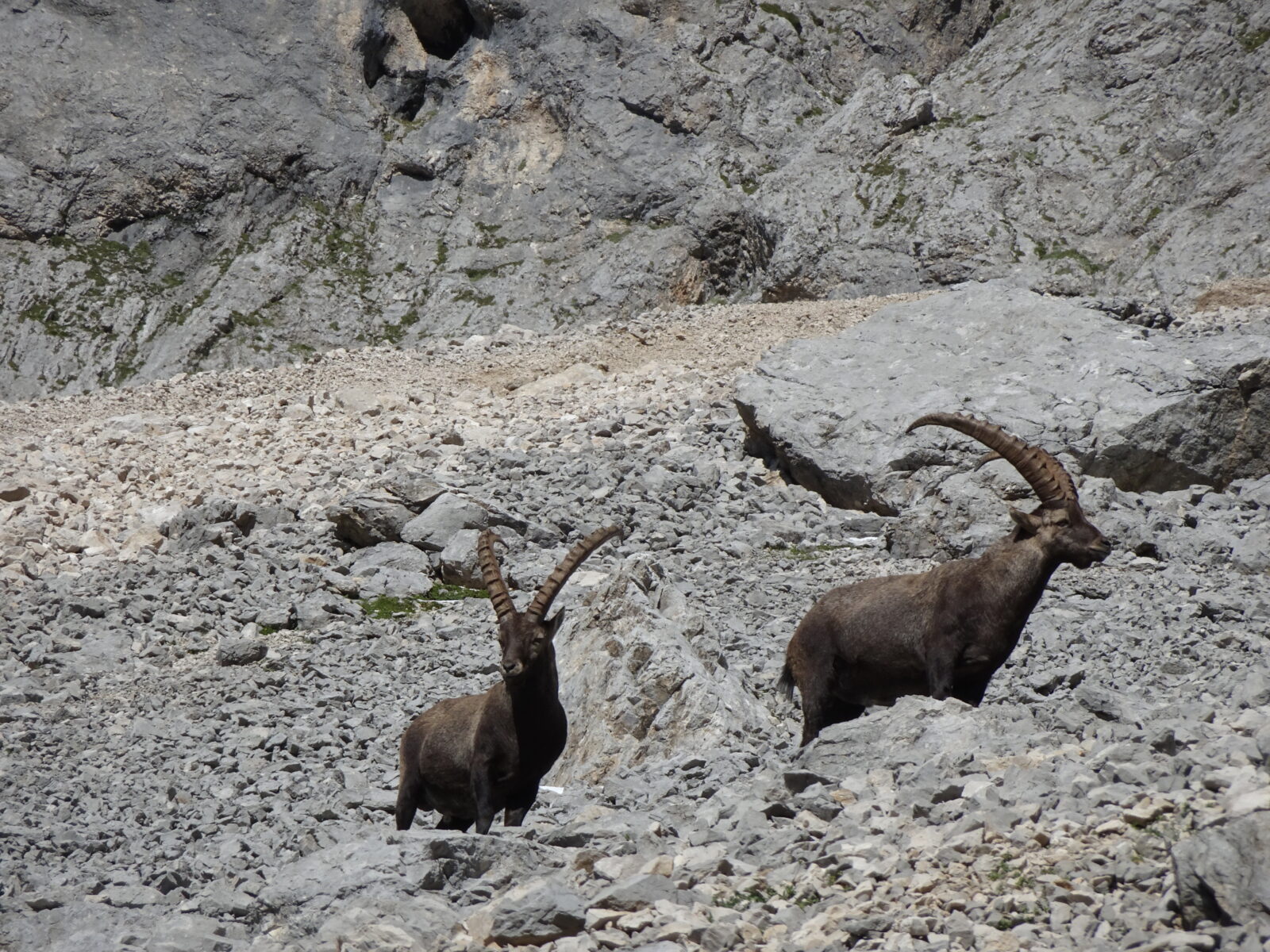 Steinboecke Marmolada Dolomiten Steinboecke an der Marmolada